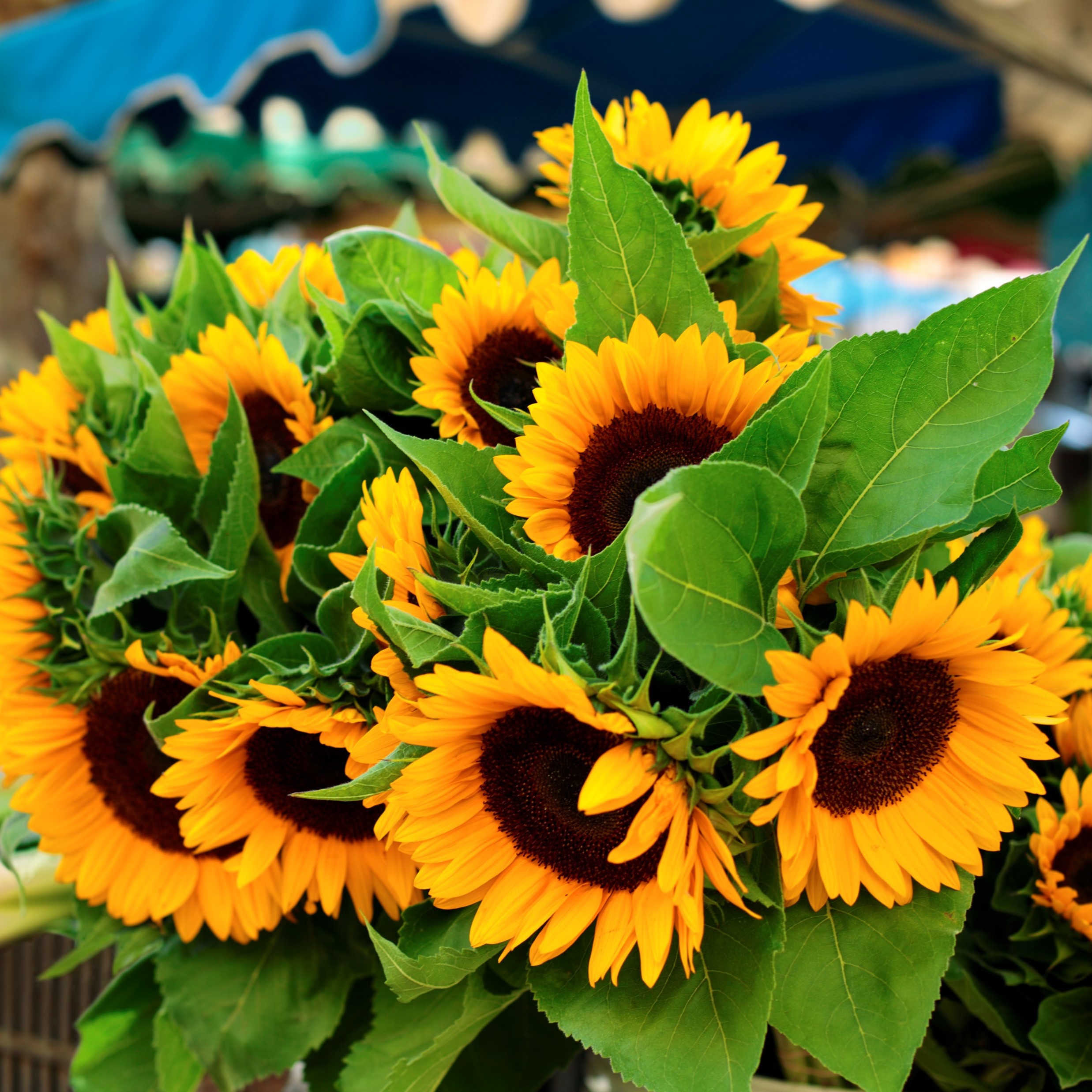 sunflowers