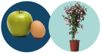 appel en ei + fuchsia op stam 2