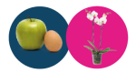 appel en ei +orchidee website
